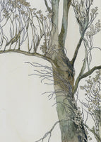 Woodland Tree Study